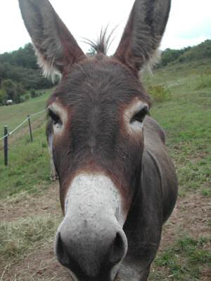 Portrait d'âne